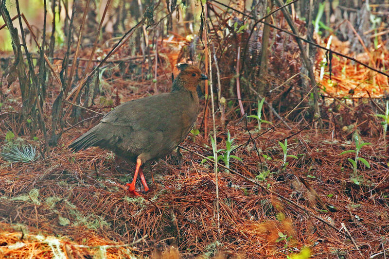 Blood Pheasant female adult