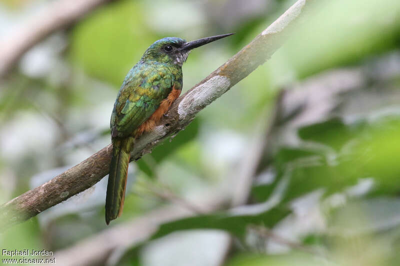 Bluish-fronted Jacamar male adult, identification