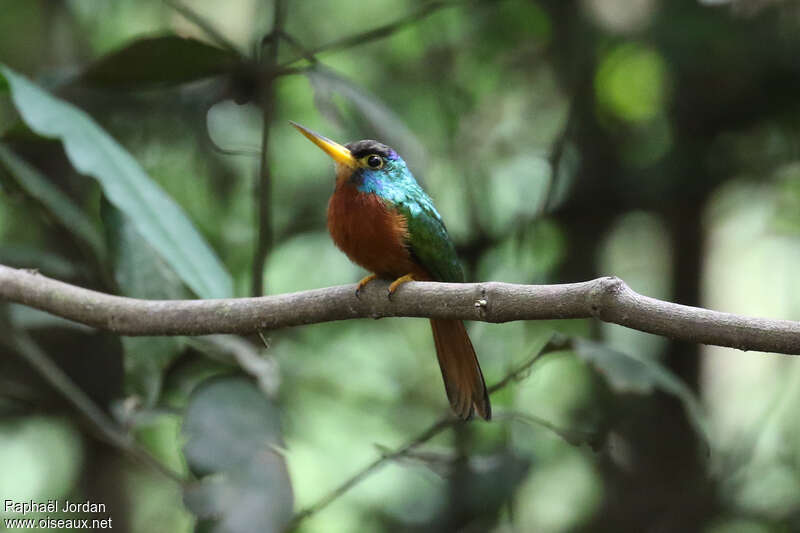 Blue-necked Jacamar male adult, identification