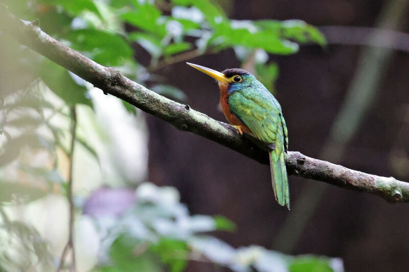 Blue-necked Jacamar