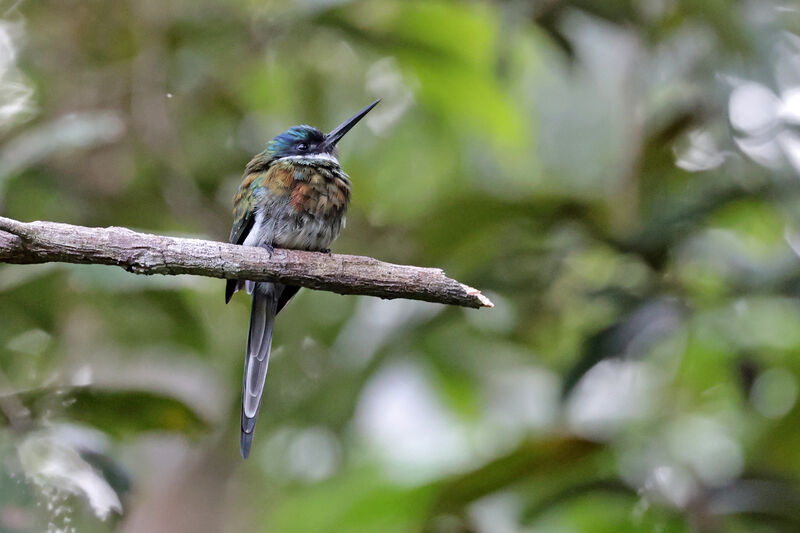 Bronzy Jacamar male adult