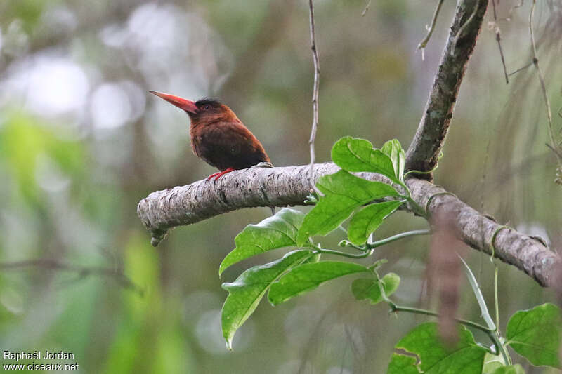 Purus Jacamaradult, identification