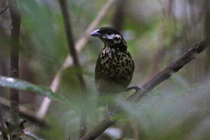 White-eared Catbirdadult