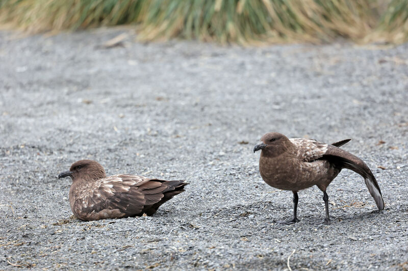 Brown Skua