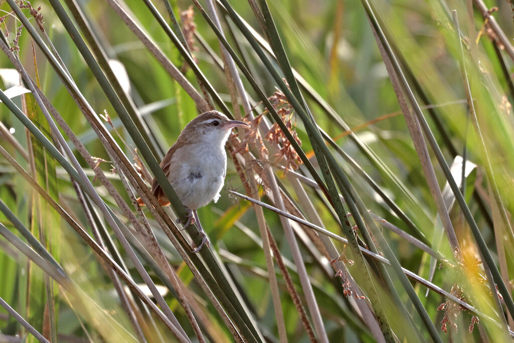 Limnornis à bec courbe
