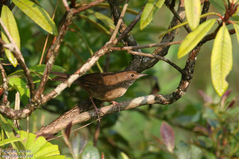 Russet Bush Warbleradult, identification