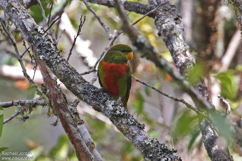 Lori de Musschenbroekadulte, identification