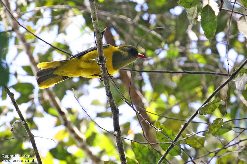 Green-headed Orioleadult, habitat, pigmentation