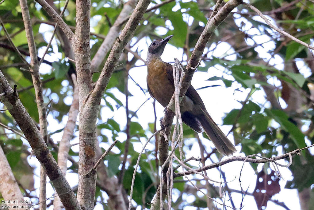 Grey-collared Orioleadult