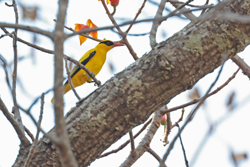 African Golden Oriole male adult