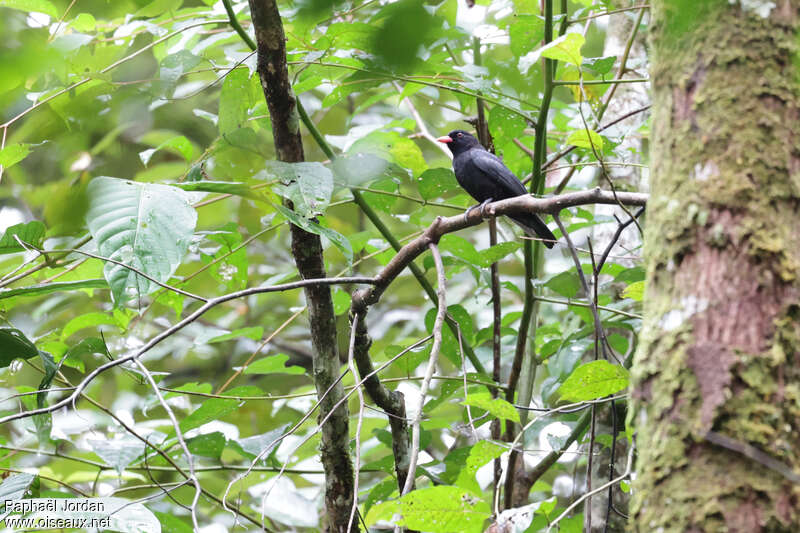 Black Oriole male adult