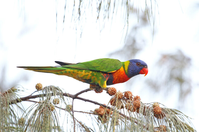 Rainbow Lorikeetadult