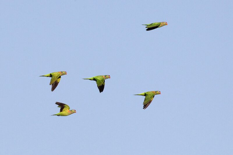 Varied Lorikeet