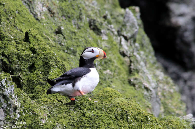 Horned Puffinadult breeding, identification