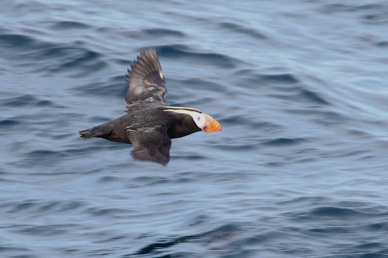 Tufted Puffinadult breeding, identification