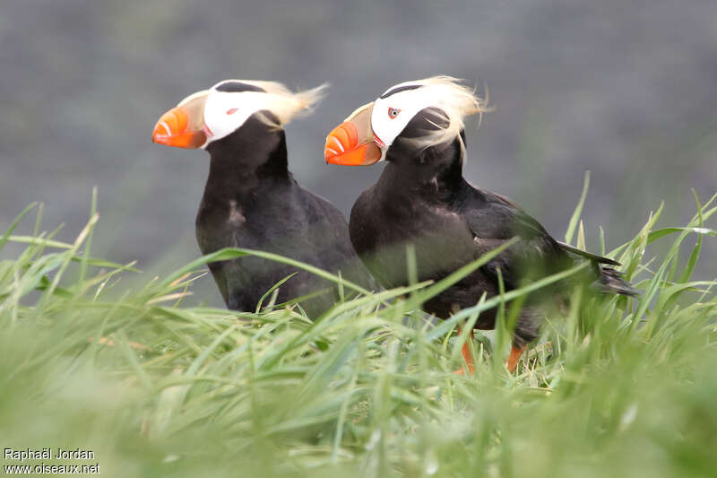 Tufted Puffinadult breeding, identification