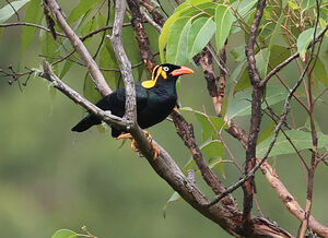 Mainate de Sumbawa