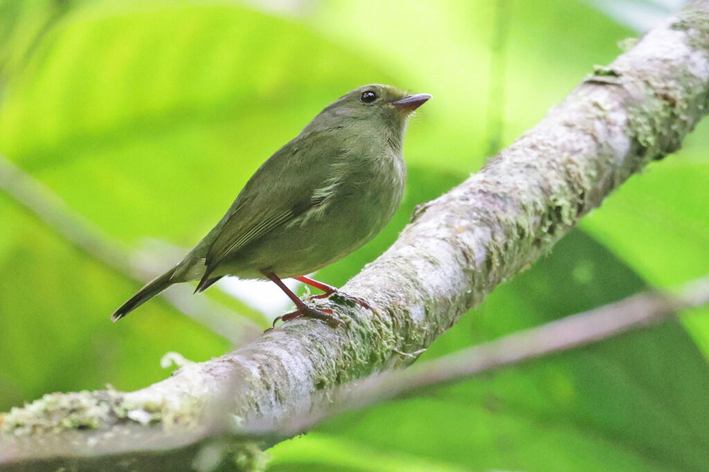 Manakin à ailes d'or