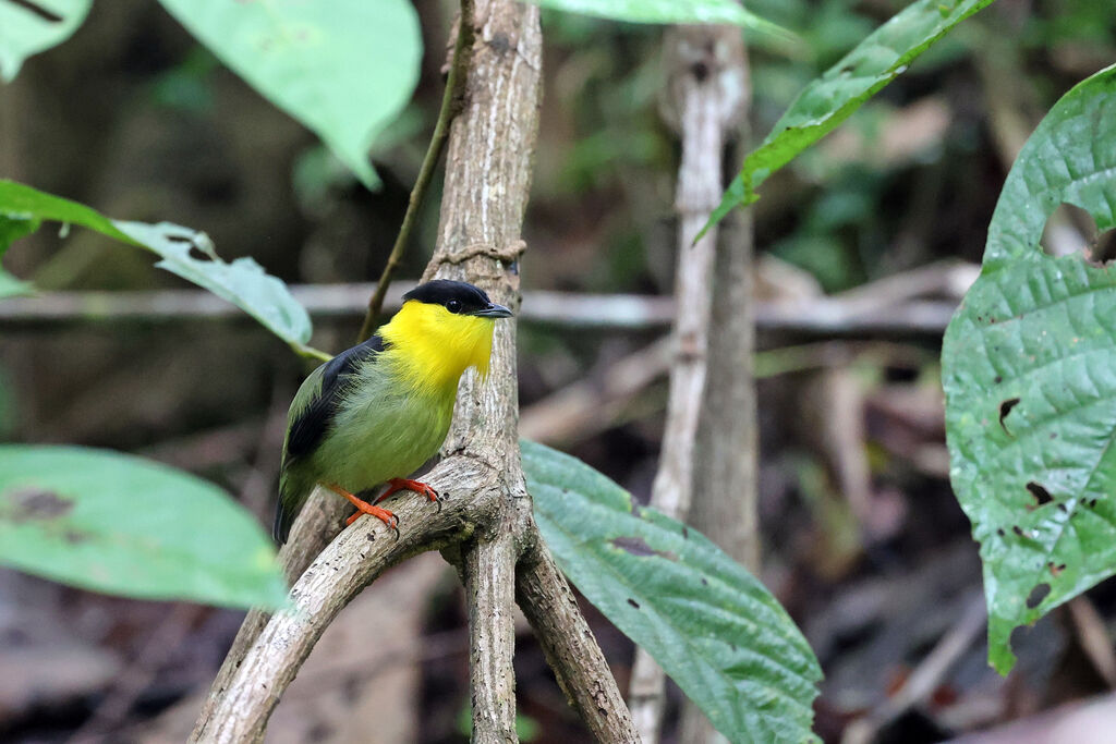 Manakin à col d'or mâle adulte, parade