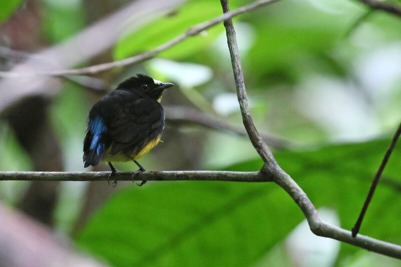 White-fronted Manakin male adult