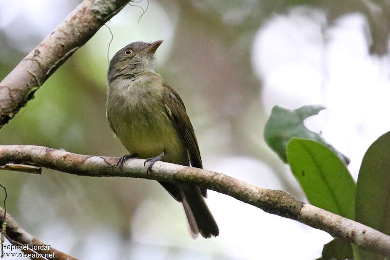 Manakin à panache doréadulte, identification