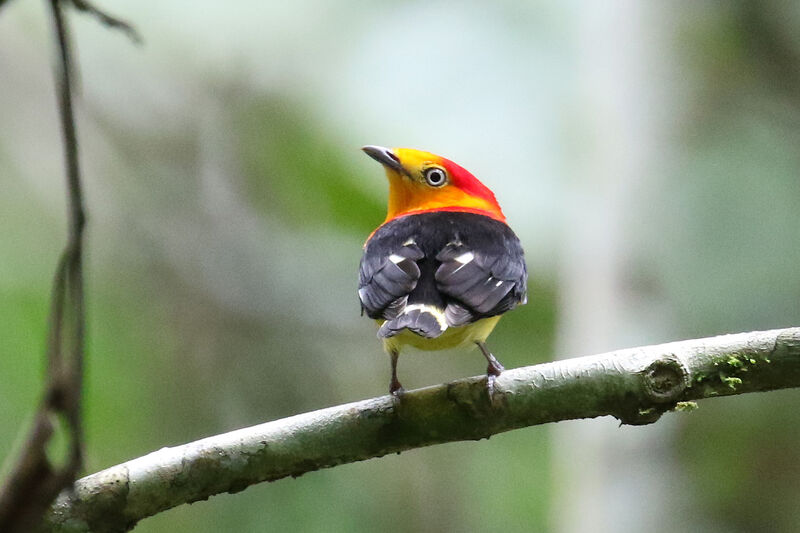 Band-tailed Manakin male adult breeding