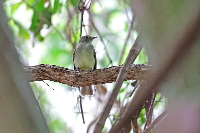 Manakin à ventre jaune