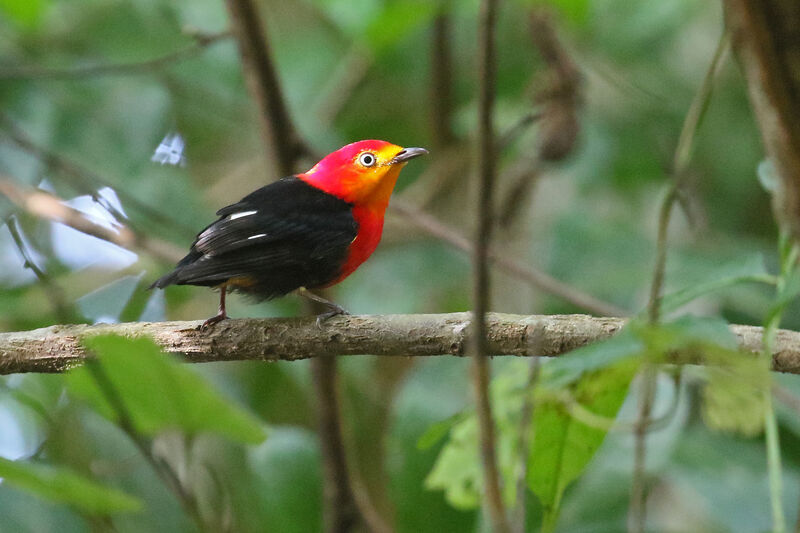 Crimson-hooded Manakin male adult breeding