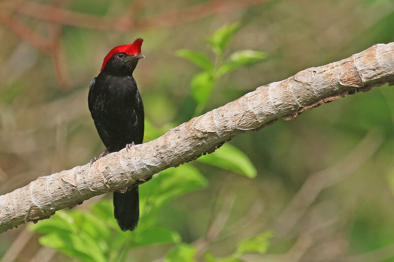 Helmeted Manakin male adult breeding