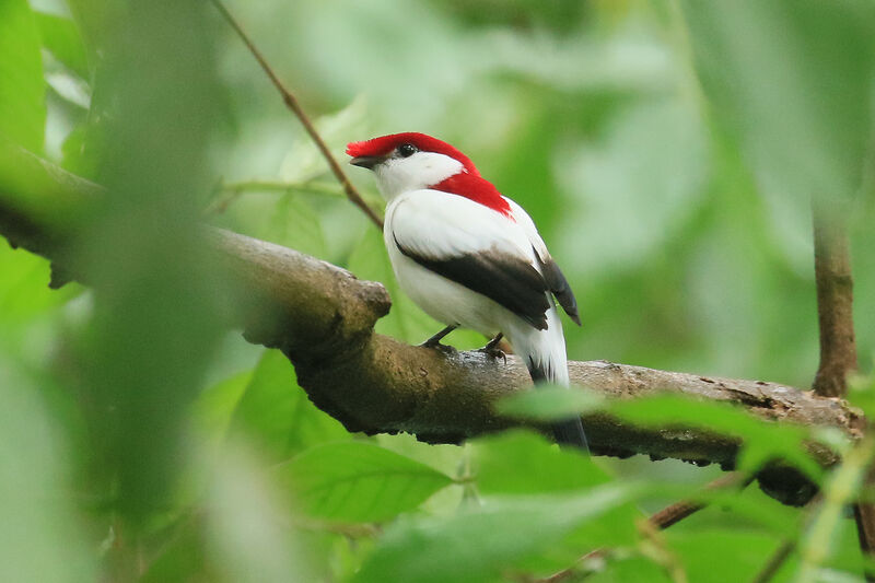 Manakin d'Araripe mâle adulte nuptial