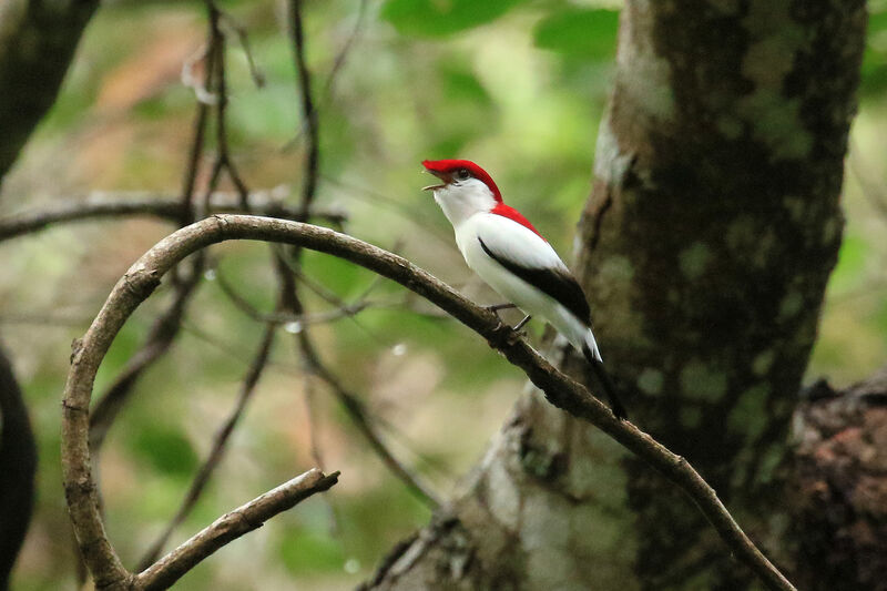 Manakin d'Araripe mâle adulte nuptial, chant