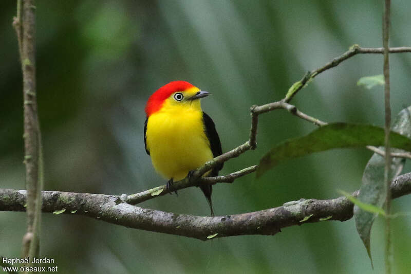 Manakin filifère mâle adulte nuptial, portrait