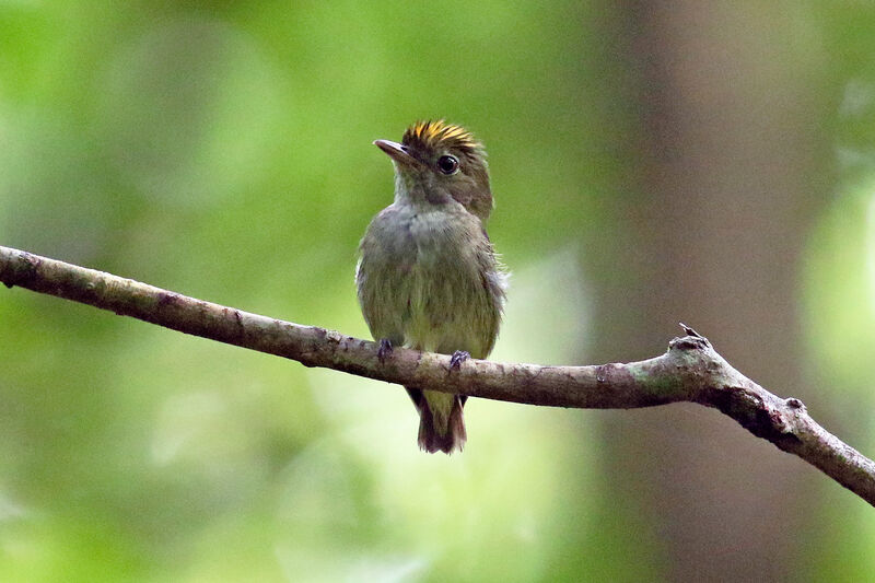 Manakin minusculeadulte