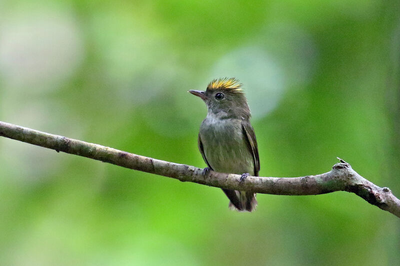 Manakin minusculeadulte