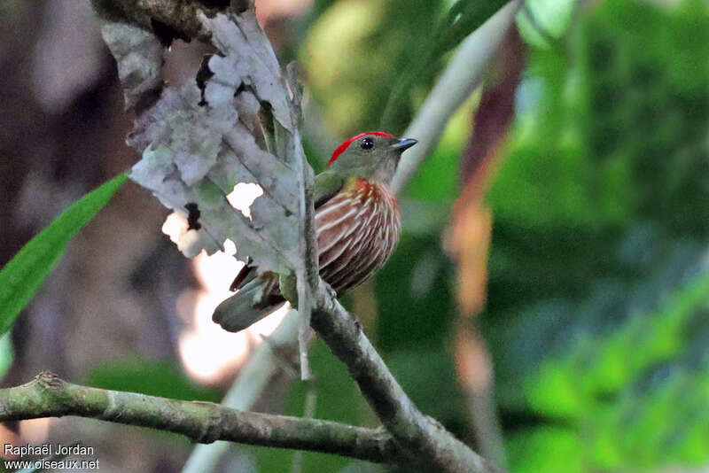 Manakin striéadulte