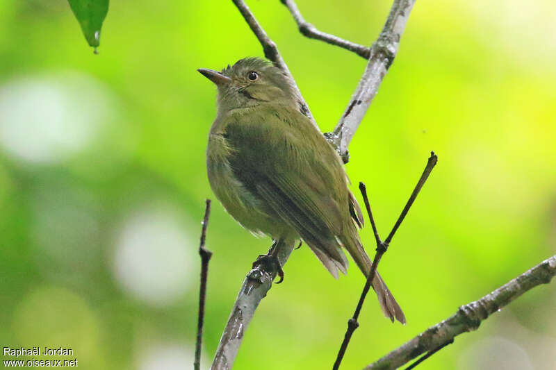 Manakin tyranadulte