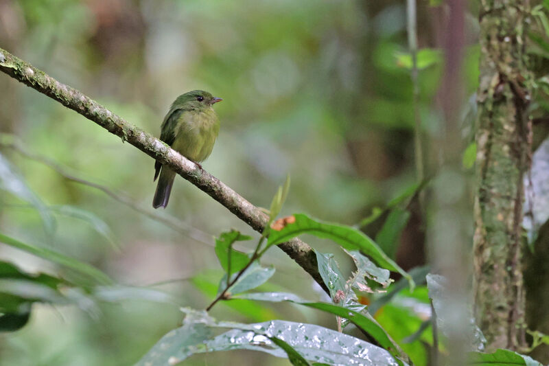 Green Manakinadult