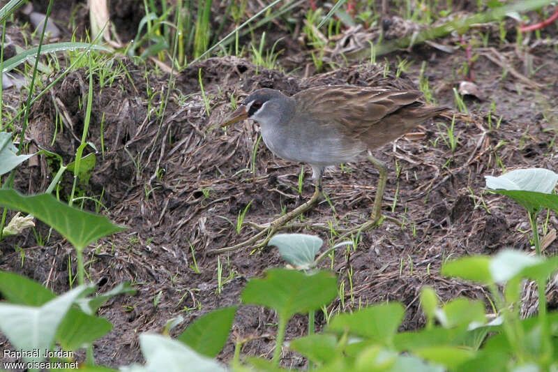 Marouette griseadulte, identification