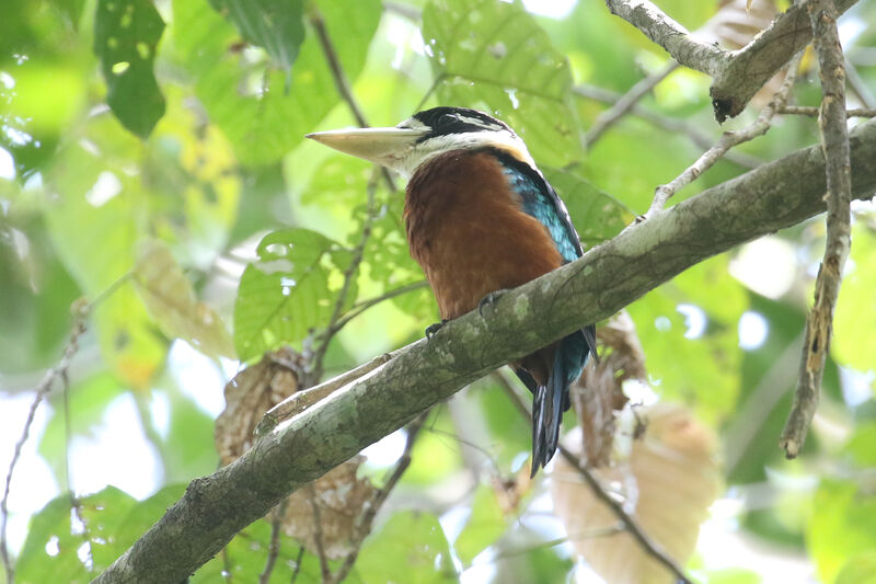 Rufous-bellied Kookaburra male adult