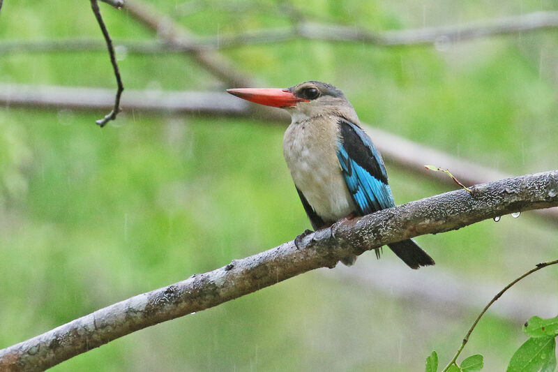 Martin-chasseur des mangrovesadulte