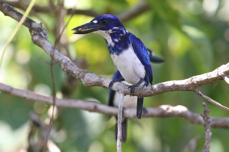 Blue-and-white Kingfisher