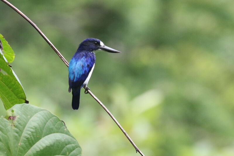 Blue-and-white Kingfisheradult