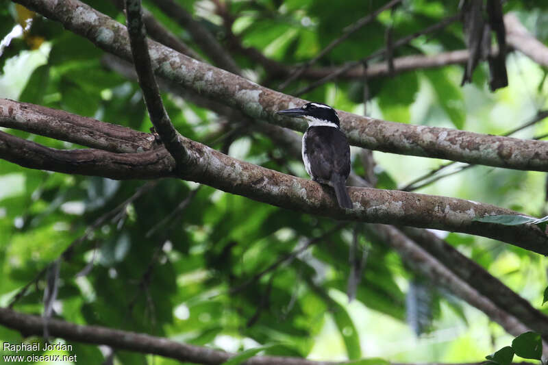 Sombre Kingfisher