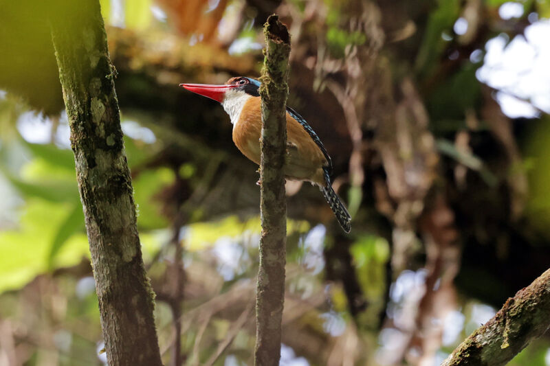 Banded Kingfisheradult