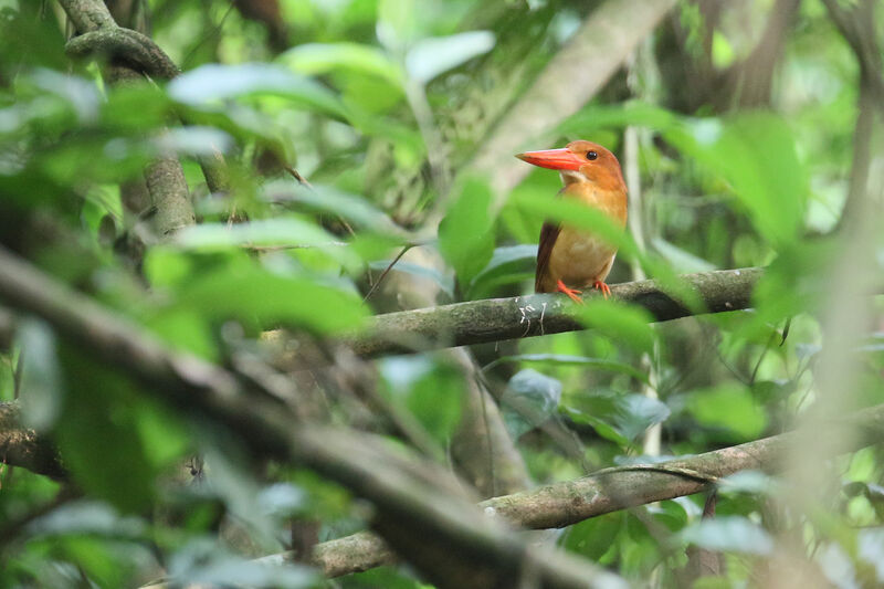 Ruddy Kingfisher