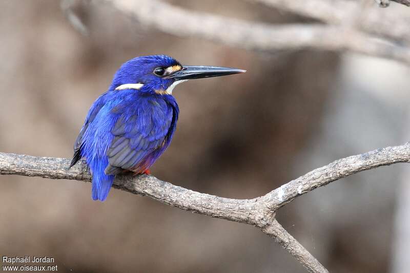 Martin-pêcheur à dos bleuadulte, pigmentation