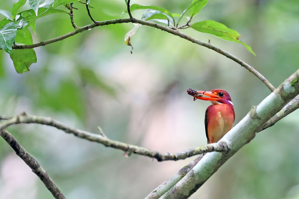 Martin-pêcheur flamboyant