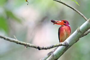 Martin-pêcheur flamboyant