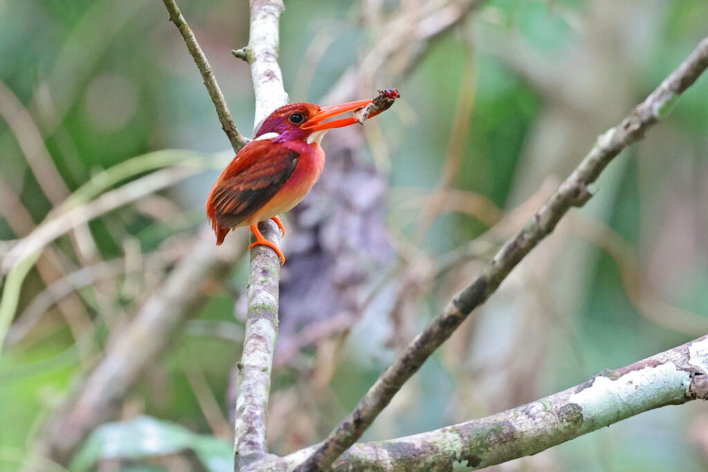 Martin-pêcheur flamboyant