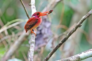 Martin-pêcheur flamboyant